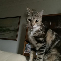 Butterbie