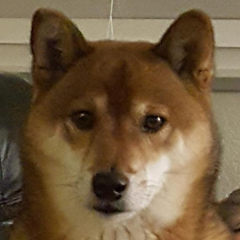 CindiLeeLoo