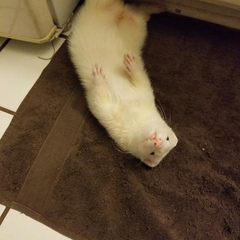 Cottonferret
