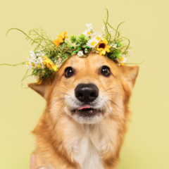 Cutiecorgi