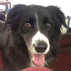DogHiker