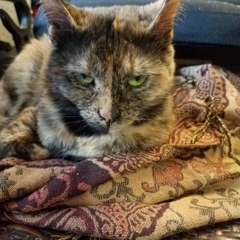 GypsyChaos