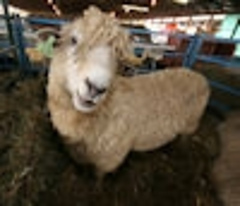 Hissheep