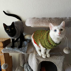 Knitmiyamoto
