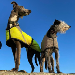 Lurcherlove