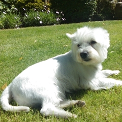 LynneNitter