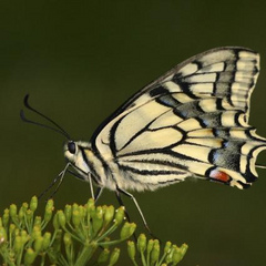 Machaon7NaNa