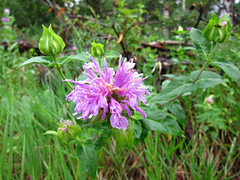 chokecherry45