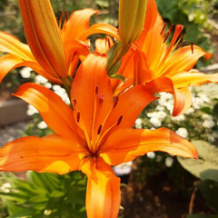 OrangeAmbition