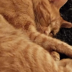 Pionikko