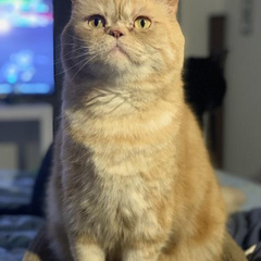 Puffybearr