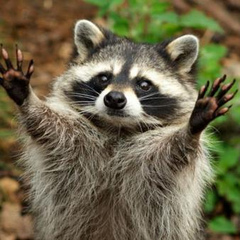 RaccoonHandz