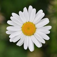 SaveurCamomille