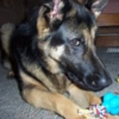 SpasticShepherd