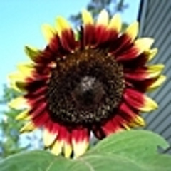 SunFl0wer