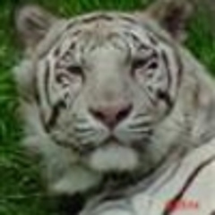 Velvetiger