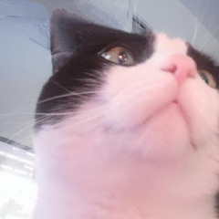 aloecats