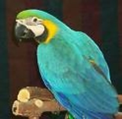 birdwomn