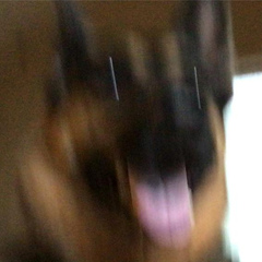 bumbl3b33