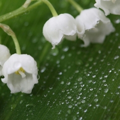 burntsienna7