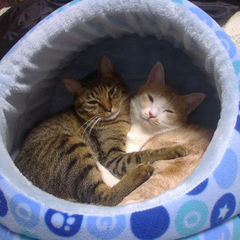 catfursoup