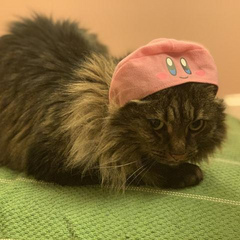 catsandlove2020