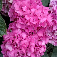 color4me