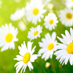 daisyeh