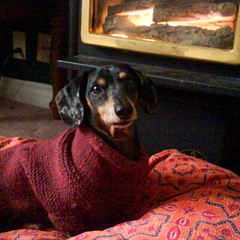 doxiesocks