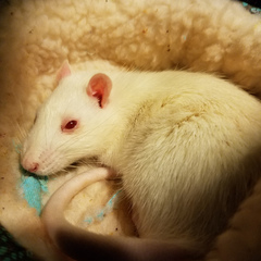 fuzzysham