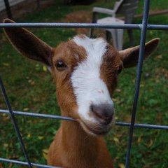 gettagoat