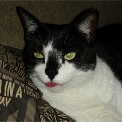 gidget1369