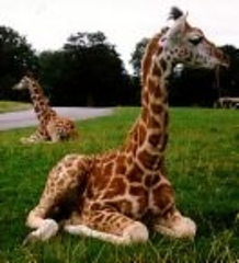 giraffgirl