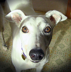 greyhound