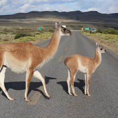 guanacofiber
