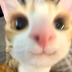 jasuu