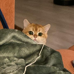 kedluu