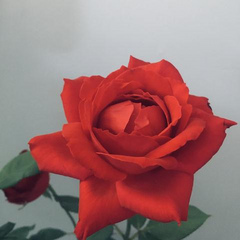 ladymarigold2