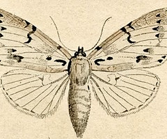 lepidoptery