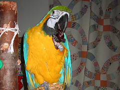 lizochka