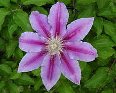 lynnaj