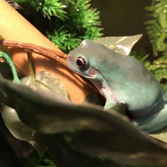 madamdumpyfrogs