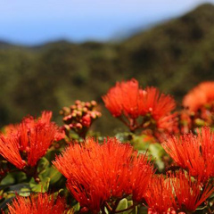 ohialehua