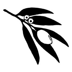 oleaambra