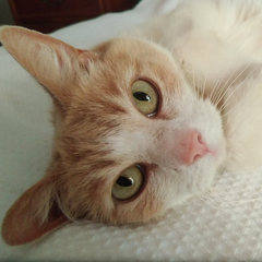 purringandperfect