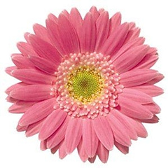 rampagingdaisy