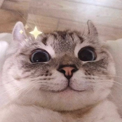 rnackerel