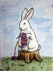 sandiegorabbit
