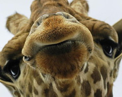 saucygiraffes