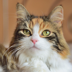 stephaniescats